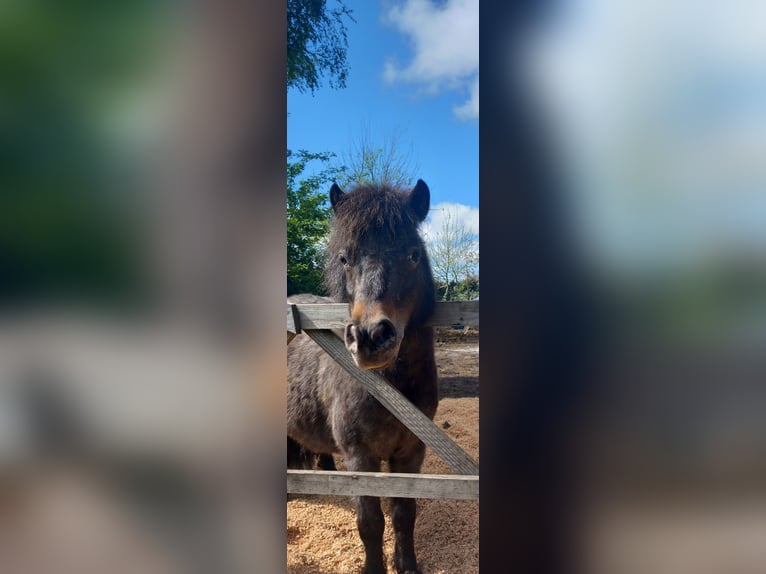 Shetland Ponys Stute 9 Jahre 80 cm Schimmel in Emmer-Compascuum