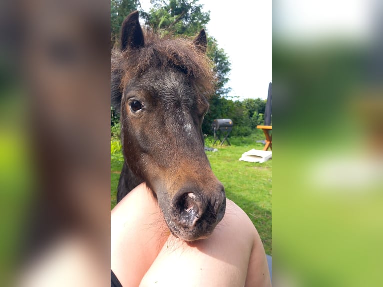 Shetland Ponys Stute 9 Jahre 80 cm Schimmel in Emmer-Compascuum