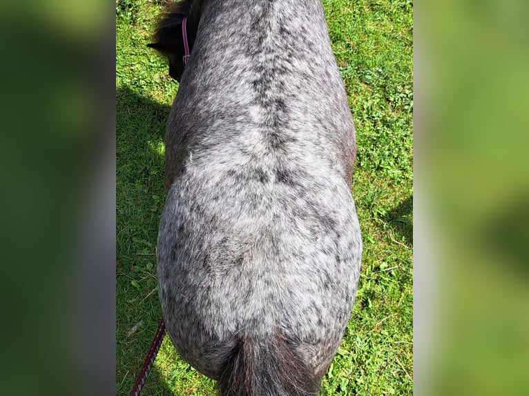 Shetland Ponys Stute 9 Jahre 80 cm Schimmel in Emmer-Compascuum