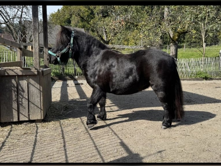 Shetland Ponys Stute 9 Jahre 83 cm Rappe in Bodnegg