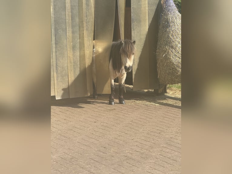 Shetland Ponys Stute 9 Jahre 85 cm Buckskin in Ostbevern