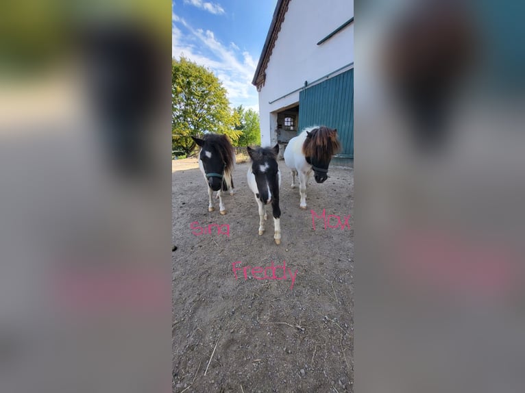 Shetland Ponys Stute 9 Jahre 85 cm in Xanten