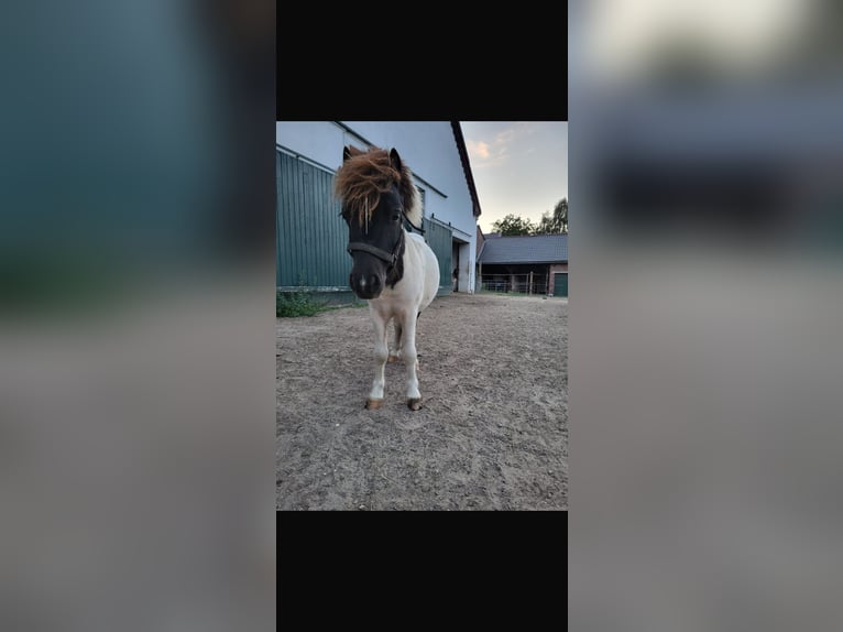 Shetland Ponys Stute 9 Jahre 85 cm in Xanten