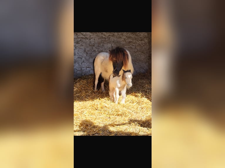 Shetland Ponys Stute 9 Jahre 85 cm in Xanten