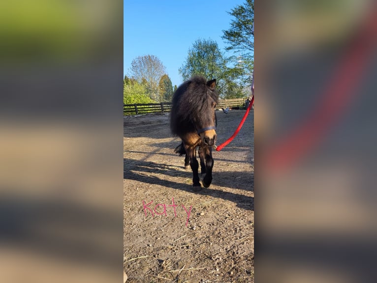 Shetland Ponys Stute 9 Jahre 85 cm in Xanten