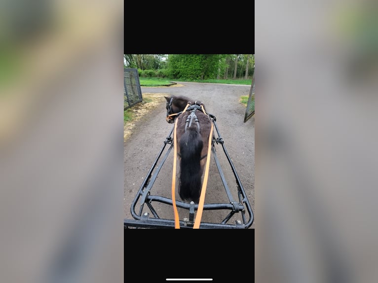 Shetland Ponys Stute 9 Jahre 85 cm in Xanten