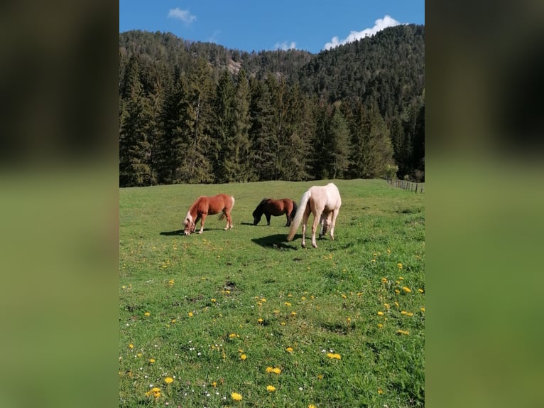 Shetland Ponys Stute 9 Jahre 90 cm Brauner in Erpfendorf