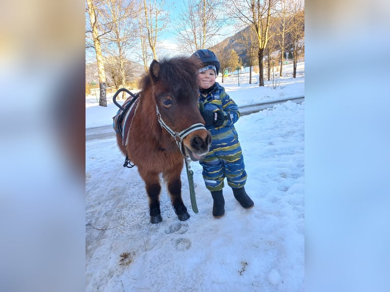 Shetland Ponys Stute 9 Jahre 90 cm Brauner in Erpfendorf