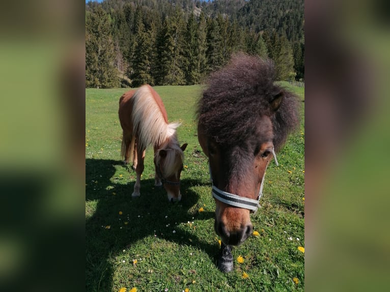 Shetland Ponys Stute 9 Jahre 90 cm Brauner in Erpfendorf