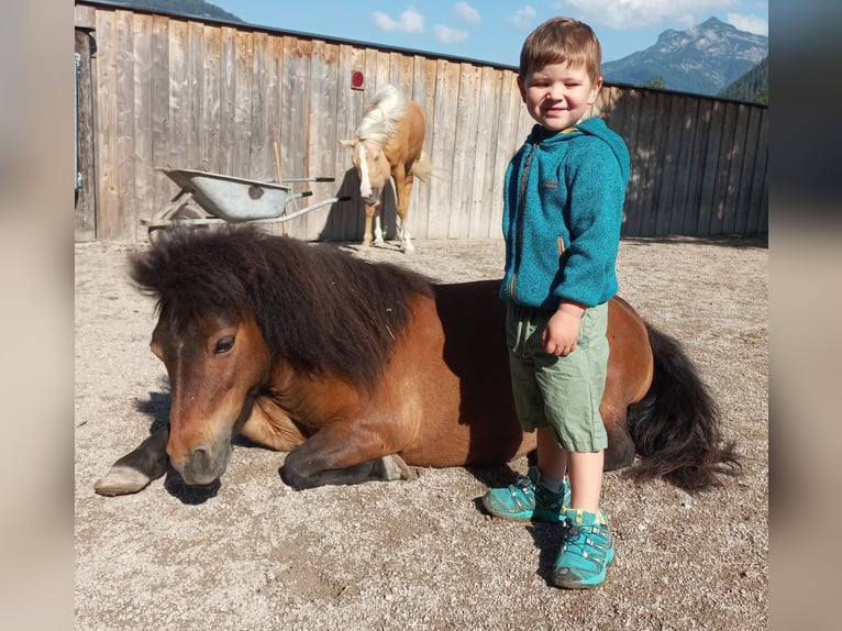 Shetland Ponys Stute 9 Jahre 90 cm Brauner in Erpfendorf