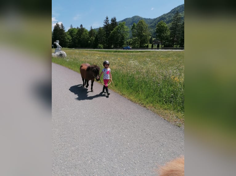 Shetland Ponys Stute 9 Jahre 90 cm Brauner in Erpfendorf