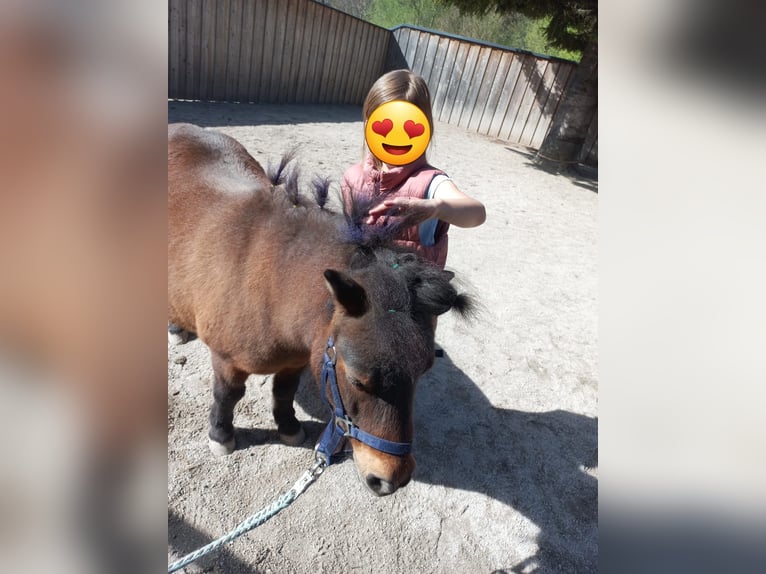 Shetland Ponys Stute 9 Jahre 90 cm Brauner in Erpfendorf