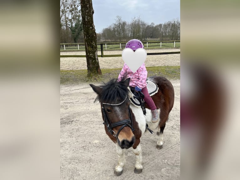 Shetland Ponys Stute 9 Jahre 95 cm Schecke in Hamm