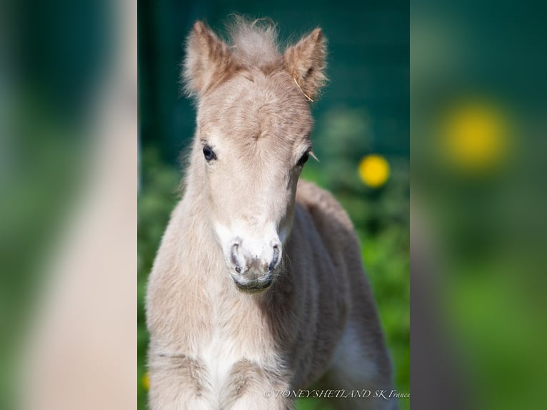 Shetland Ponys Stute Fohlen (04/2024) 100 cm Fuchs in Courtonne-la-Meurdrac