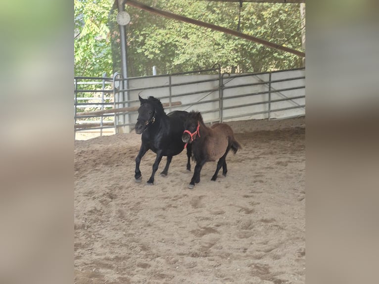 Shetland Ponys Stute Fohlen (04/2026) 100 cm Rappe in Steinen