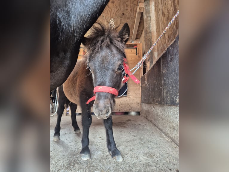 Shetland Ponys Stute Fohlen (04/2026) 100 cm Rappe in Steinen