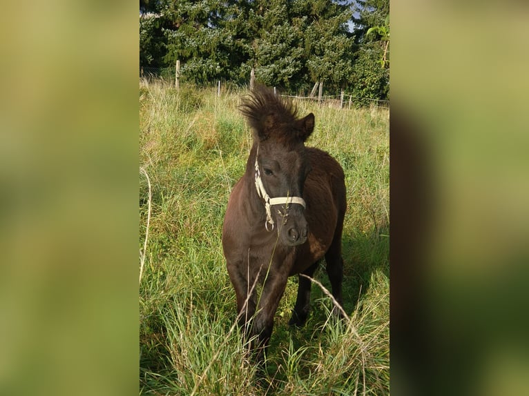 Shetland Ponys Stute Fohlen (03/2025) 100 cm Rappe in Kahla