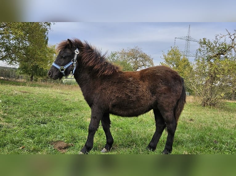 Shetland Ponys Stute Fohlen (03/2025) 100 cm Rappe in Kahla