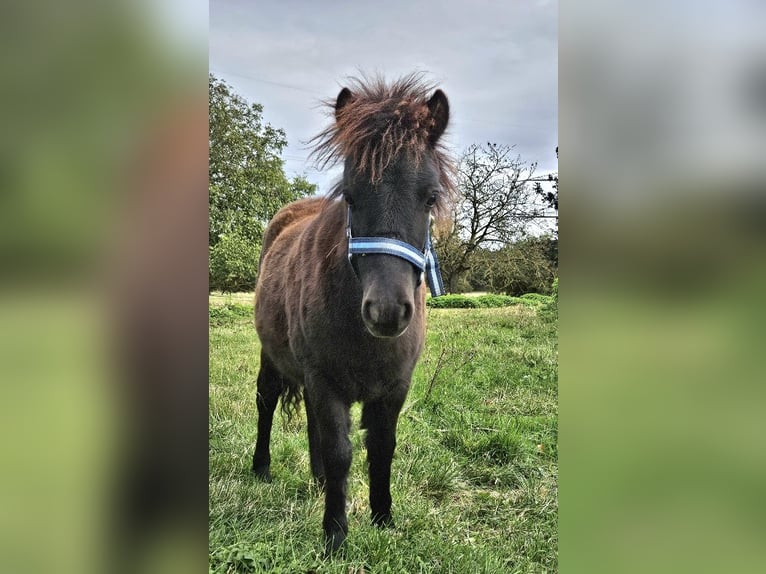 Shetland Ponys Stute Fohlen (03/2025) 100 cm Rappe in Kahla
