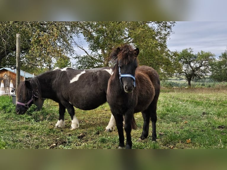 Shetland Ponys Stute Fohlen (03/2025) 100 cm Rappe in Kahla