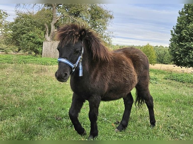 Shetland Ponys Stute Fohlen (03/2025) 100 cm Rappe in Kahla