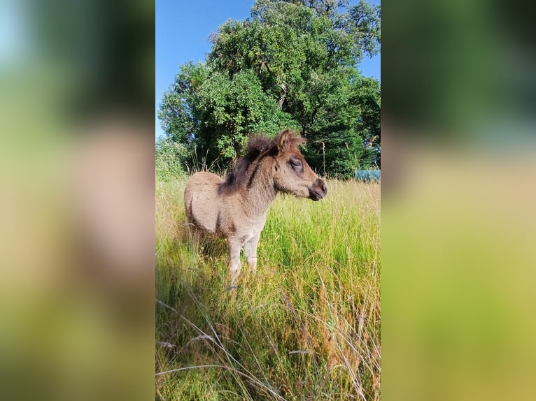 Shetland Ponys Stute Fohlen (04/2026) 101 cm Rappe in Lenzen (Elbe)