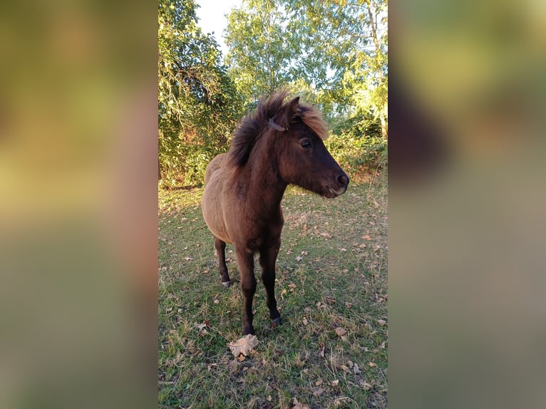 Shetland Ponys Stute Fohlen (04/2026) 101 cm Rappe in Lenzen (Elbe)