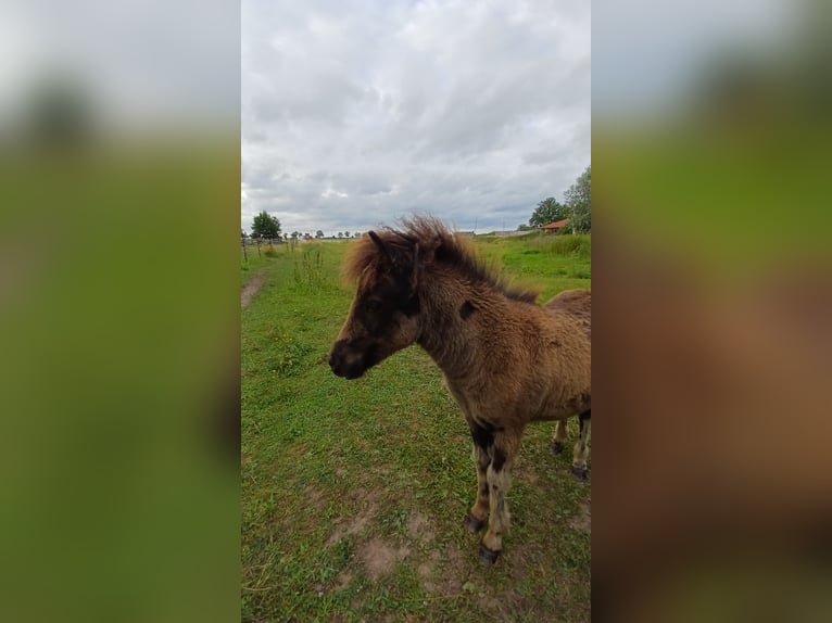 Shetland Ponys Stute Fohlen (04/2026) 101 cm Rappe in Lenzen (Elbe)
