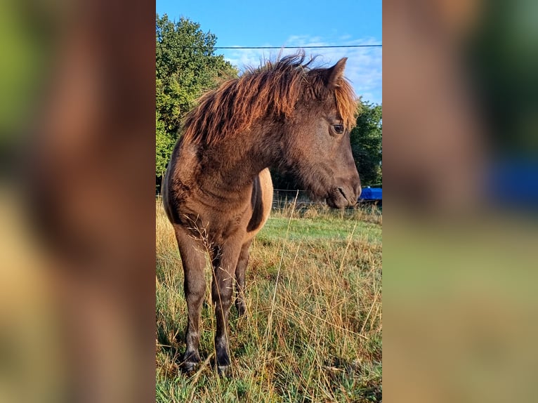 Shetland Ponys Stute Fohlen (04/2026) 101 cm Rappe in Lenzen (Elbe)