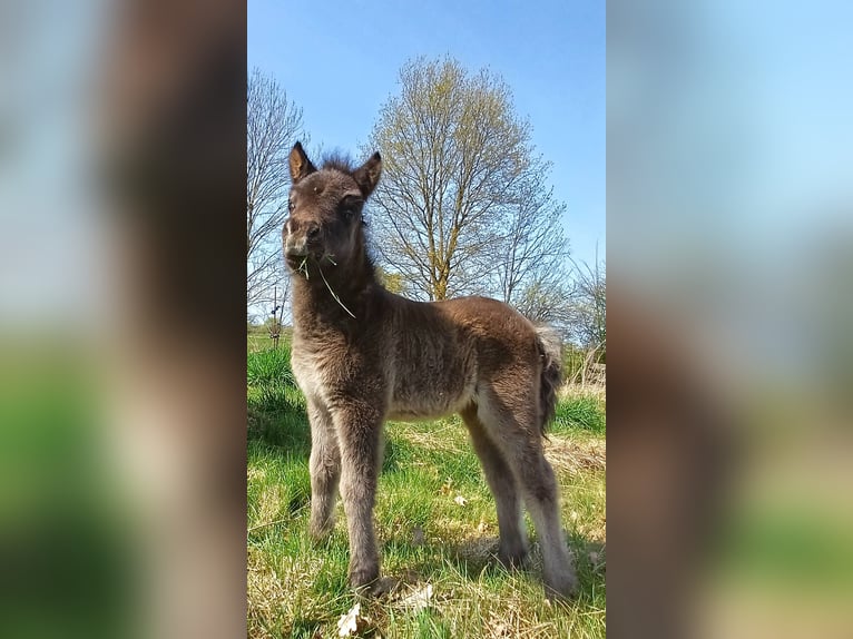 Shetland Ponys Stute Fohlen (04/2026) 101 cm Rappe in Lenzen (Elbe)