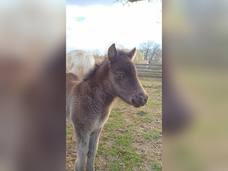 Shetland Ponys Stute Fohlen (04/2026) 101 cm Rappe in Lenzen (Elbe)