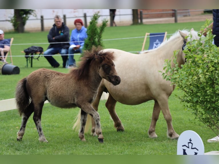 Shetland Ponys Stute Fohlen (04/2026) 101 cm Rappe in Lenzen (Elbe)