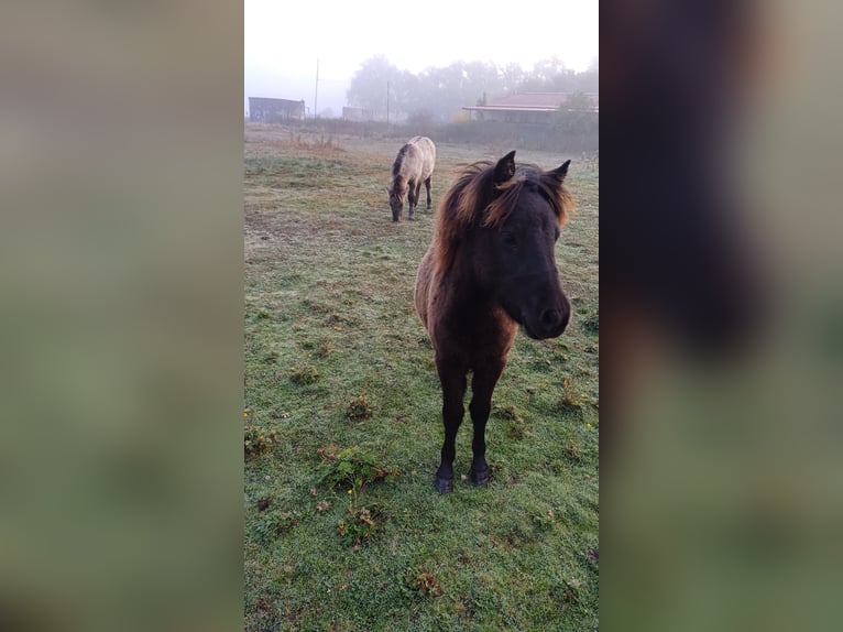 Shetland Ponys Stute Fohlen (04/2026) 101 cm Rappe in Lenzen (Elbe)