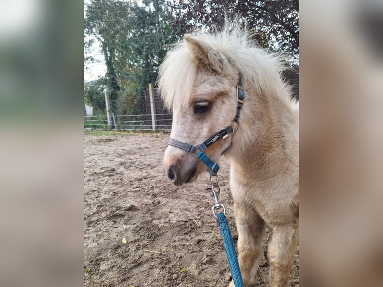 Shetland Ponys Stute Fohlen (05/2025) 105 cm Palomino in Ebersbach