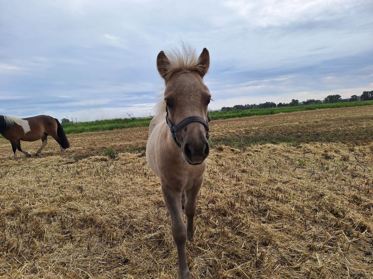 Shetland Ponys Stute Fohlen (05/2025) 105 cm Palomino in Ebersbach Shetland Ponys Stute Fohlen (05/2025) 105 cm Palomino in Ebersbach