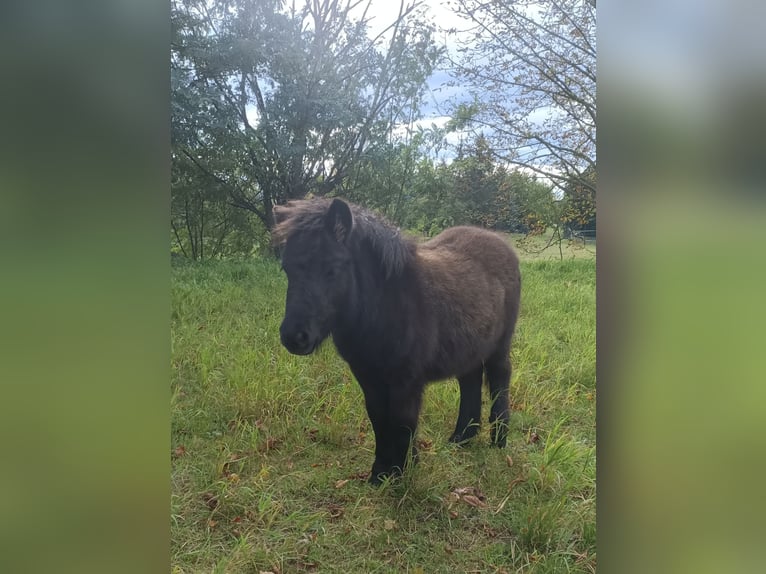 Shetland Ponys Stute Fohlen (04/2025) 105 cm Rappe in M&#xFC;geln