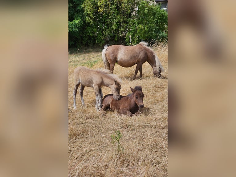 Shetland Ponys Stute Fohlen (04/2025) 105 cm Rappe in M&#xFC;geln