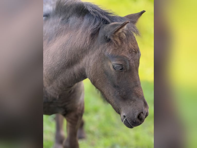 Shetland Ponys Stute Fohlen (05/2025) 106 cm Rappe in Gro&#xDF; Molzahn