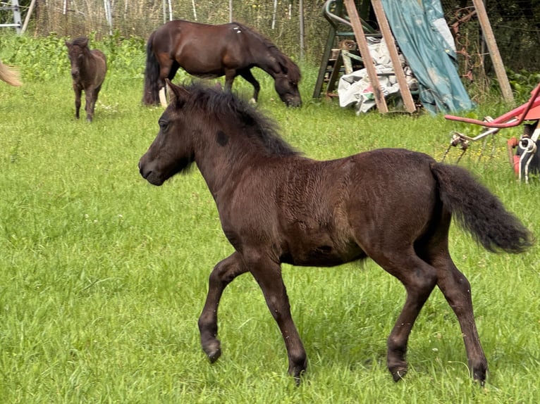 Shetland Ponys Stute Fohlen (05/2025) 106 cm Rappe in Gro&#xDF; Molzahn