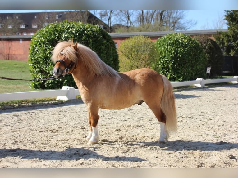 Shetland Ponys Stute Fohlen (04/2026) 83 cm Schecke in Westerkappeln