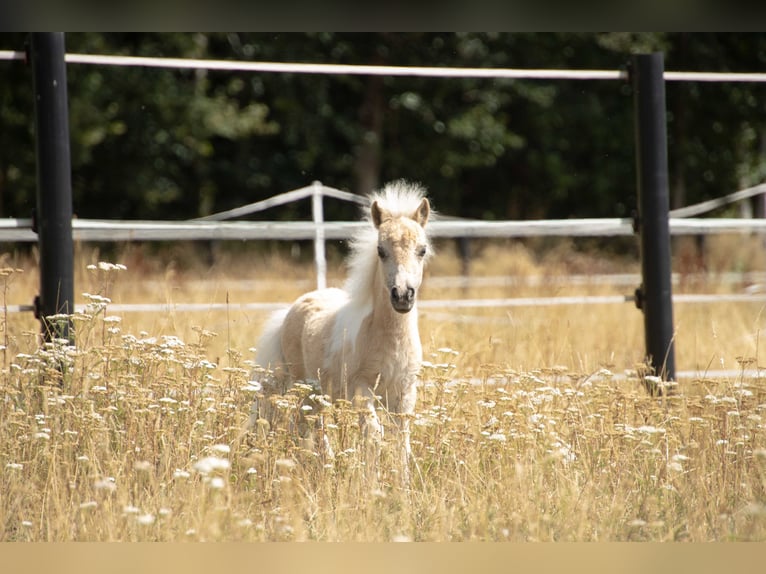 Shetland Ponys Stute Fohlen (04/2026) 83 cm Schecke in Westerkappeln