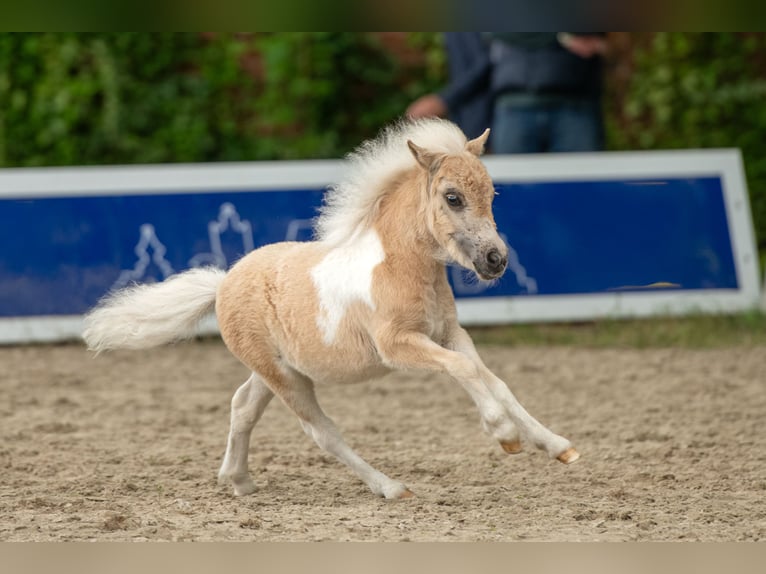 Shetland Ponys Stute Fohlen (04/2026) 83 cm Schecke in Westerkappeln