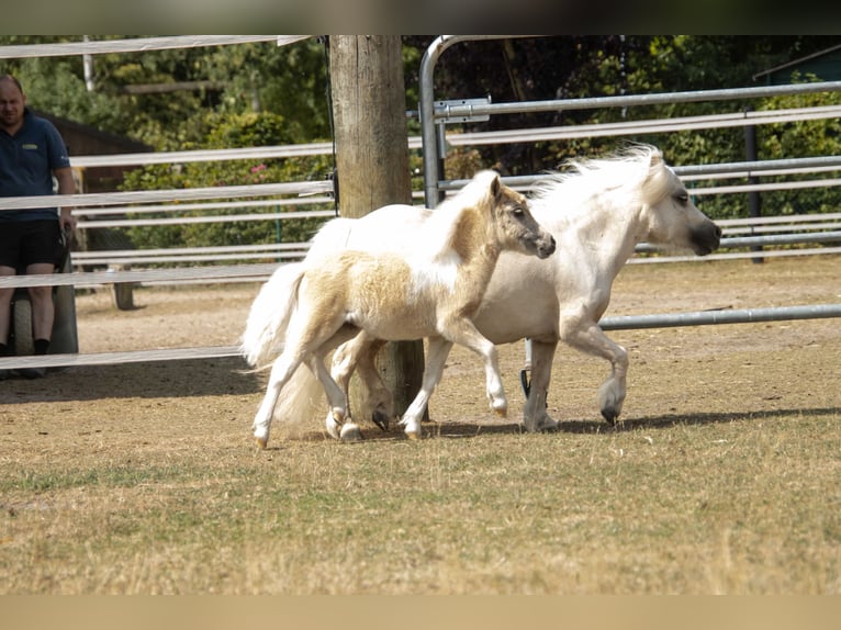 Shetland Ponys Stute Fohlen (04/2026) 83 cm Schecke in Westerkappeln