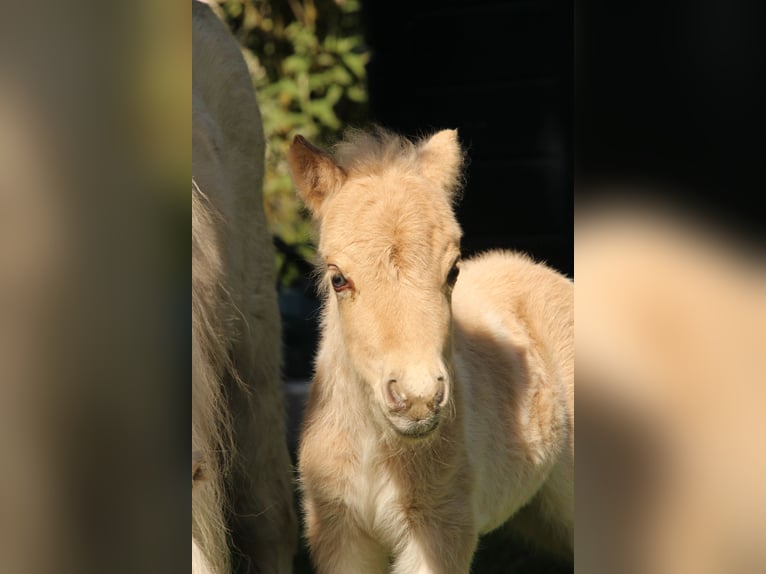 Shetland Ponys Stute Fohlen (04/2026) 83 cm Schecke in Westerkappeln