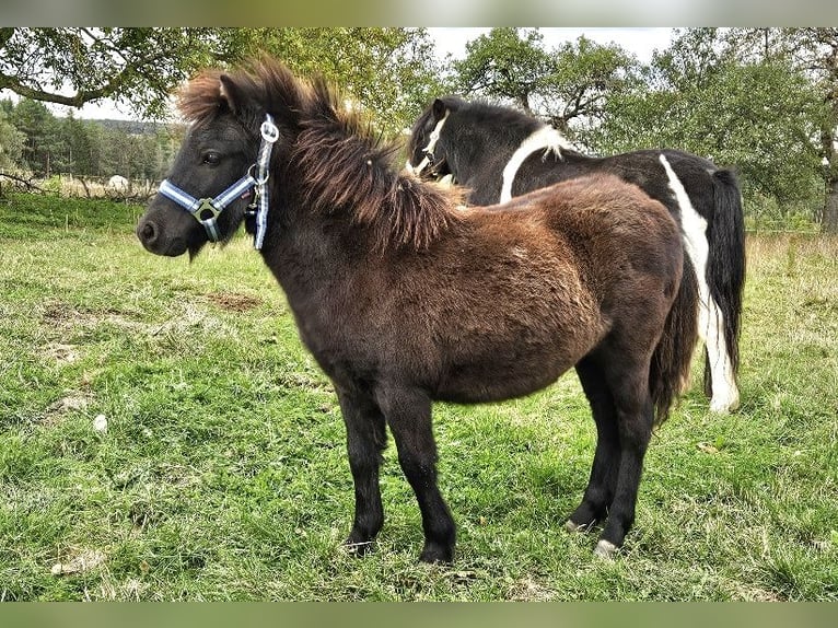 Shetland Ponys Stute Fohlen (04/2024) 85 cm Rappe in Kahla