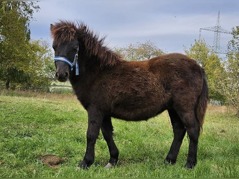 Shetland Ponys Stute Fohlen (04/2024) 85 cm Rappe in Kahla