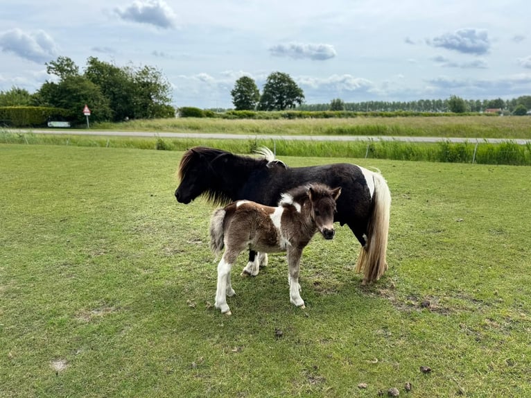 Shetland Ponys Stute  85 cm Schecke in Rockanje
