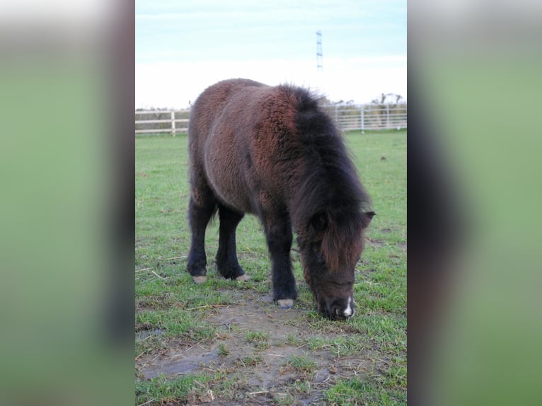 Shetland Ponys Stute  90 cm Rappe in Ophemert