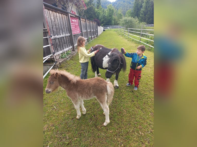 Shetland Ponys Stute  95 cm Fuchs in Erpfendorf