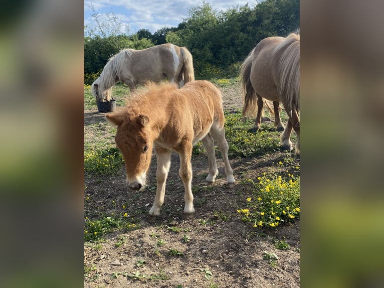 Shetland Ponys Stute  95 cm Fuchs in Saint-L&#xE9;ger-en-Yvelines